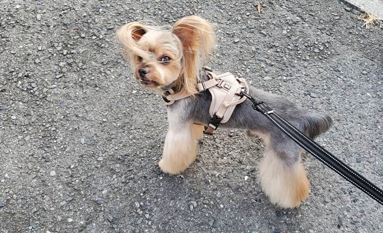 JennieBabyのインスタグラム：「🐶 ROMEO #10yrsold #yorkieboy #yorksherterrier #yorkiesofinstagram #yorkielover #yorkie #romeo #ヨークシャーテリア  #ヨーキー #10歳 #男の子 #ロミオ #愛犬家 #ブーツカット」