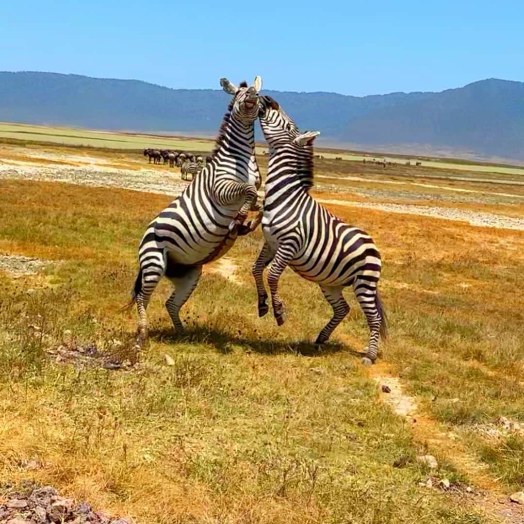 のインスタグラム：「Zebras 🦓」