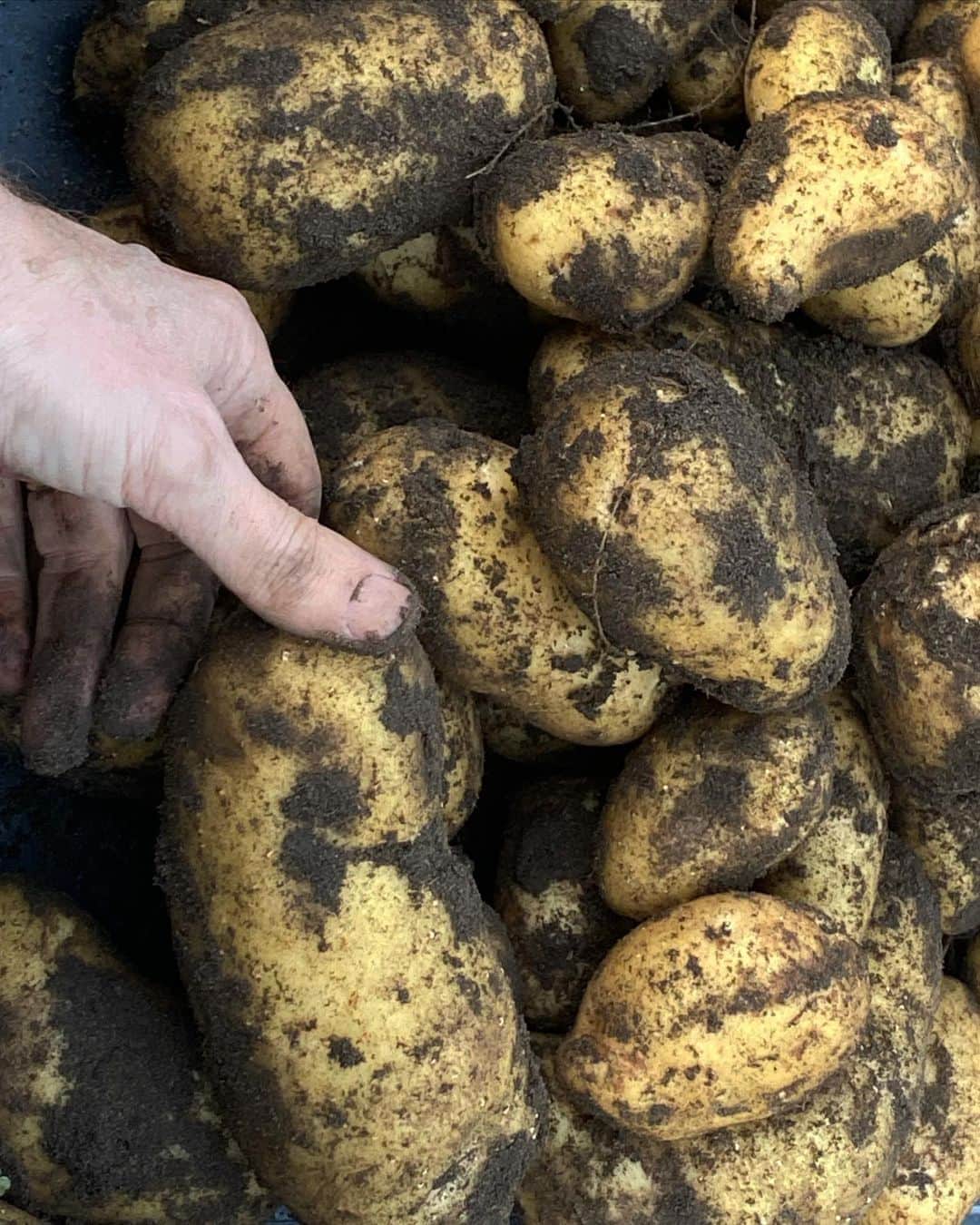 ニック・ナイトさんのインスタグラム写真 - (ニック・ナイトInstagram)「Potato harvest .」9月2日 7時06分 - nick_knight