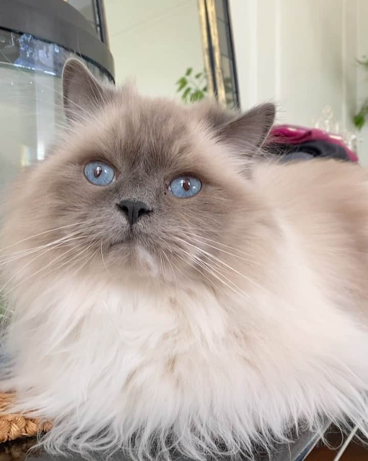 Tinaのインスタグラム：「Chatty George 😻」