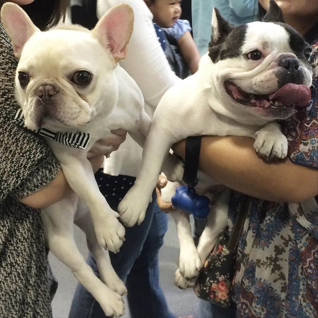 Sir Charles Barkleyさんのインスタグラム写真 - (Sir Charles BarkleyInstagram)「Right before we got Barkley, @mrbobabear was the first frenchie we followed 8 years ago. His iconic #frenchieonaswing was the best! He’s one of the reasons we started Barkley’s IG account so we can document all his photos just like Boba. Who knew we would make such close friends from this platform.  When there’s another loss to our frenchie family, it really feels like losing a piece of our own family. This one really hurts. Boba was the true OG. Before there were animal influencers, he was already on IG making thousands smile. Thank you Kuya Boba for being my fam from day 1. Any time I go on a swing, I’ll look up thinking of you buddy. Sending all our love to his family. We know Boba is watching over you smiling, knowing you gave him the best life a frenchie could ask for.  Rest in paradise my friend. You’ll forever be in our hearts. ❤️ #lovemrbobabear #byemrbobabear」9月2日 7時51分 - barkleysircharles