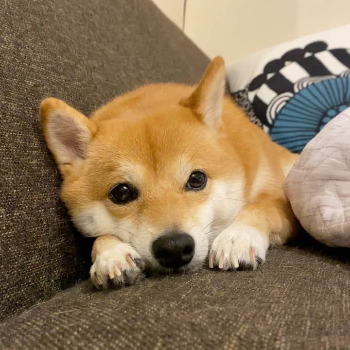 豆柴にこちゃんのインスタグラム