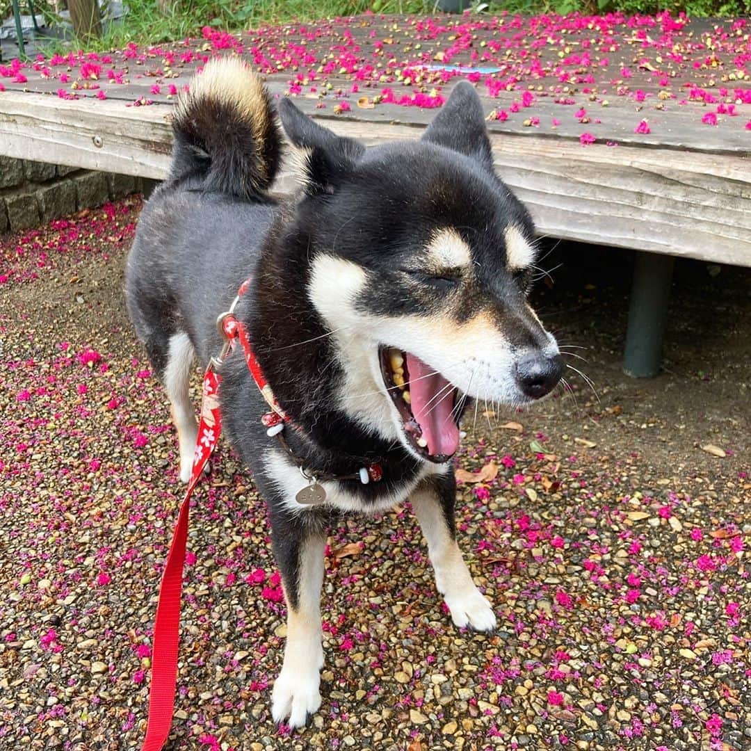 vo_coのインスタグラム：「☁️ 長く咲くことを名前にしてる百日紅の花が各所で散り始めてて、秋の訪れをヒシヒシと感じるね〜 * #百日紅 #サルスベリ #shibastagram #instashiba #shiba #shibainu #黒柴 #柴犬」