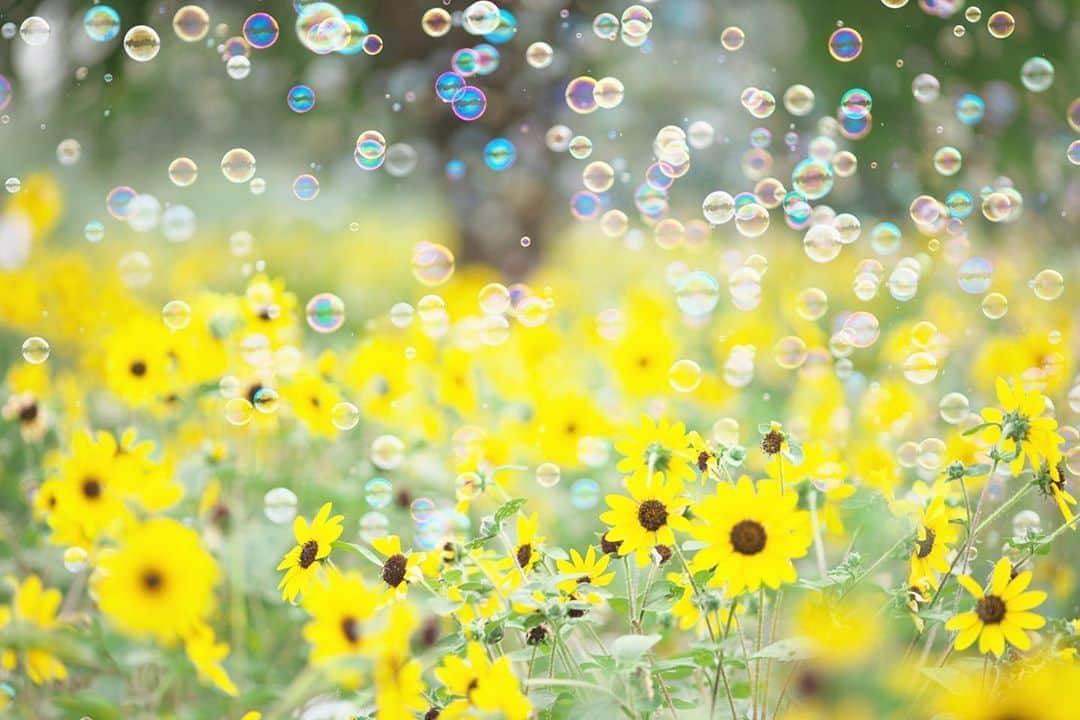 kiccyomuのインスタグラム：「☁️ 2020.09.02 Wed #昭和記念公園 ふわふわ #シャボン玉 と #向日葵 🌻🌻🌻 写真だけでも爽やかに😊 #心に花を  台風シーズン到来のようですネ 大きな被害が出ませんように🙏 水曜日…今日も元気に🤗  location #東京 📷撮影 2020年08月16日」