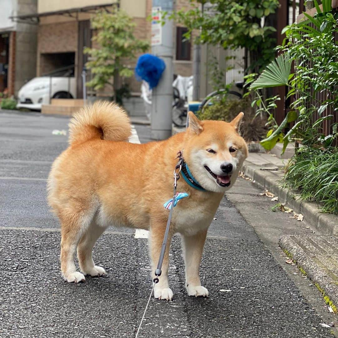 まる（まるたろう）さんのインスタグラム写真 - (まる（まるたろう）Instagram)「Good morning!✨🐶✨今日も涼しくていい感じだね〜 #でも台風が近づいてるからね #油断大敵だよ #吹っ飛ばされないように #みんな早めに避難してね #お外のワンコとニャンコも避難させてあげてね #みんなで避難」9月2日 9時00分 - marutaro