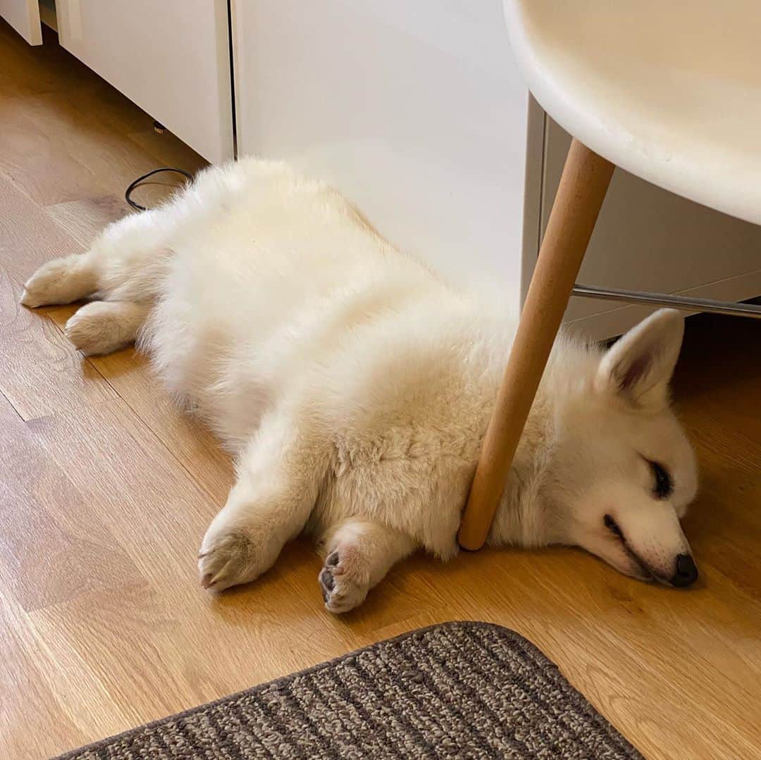 のインスタグラム：「Portraits of a Dog in Strange Sleeping Position」