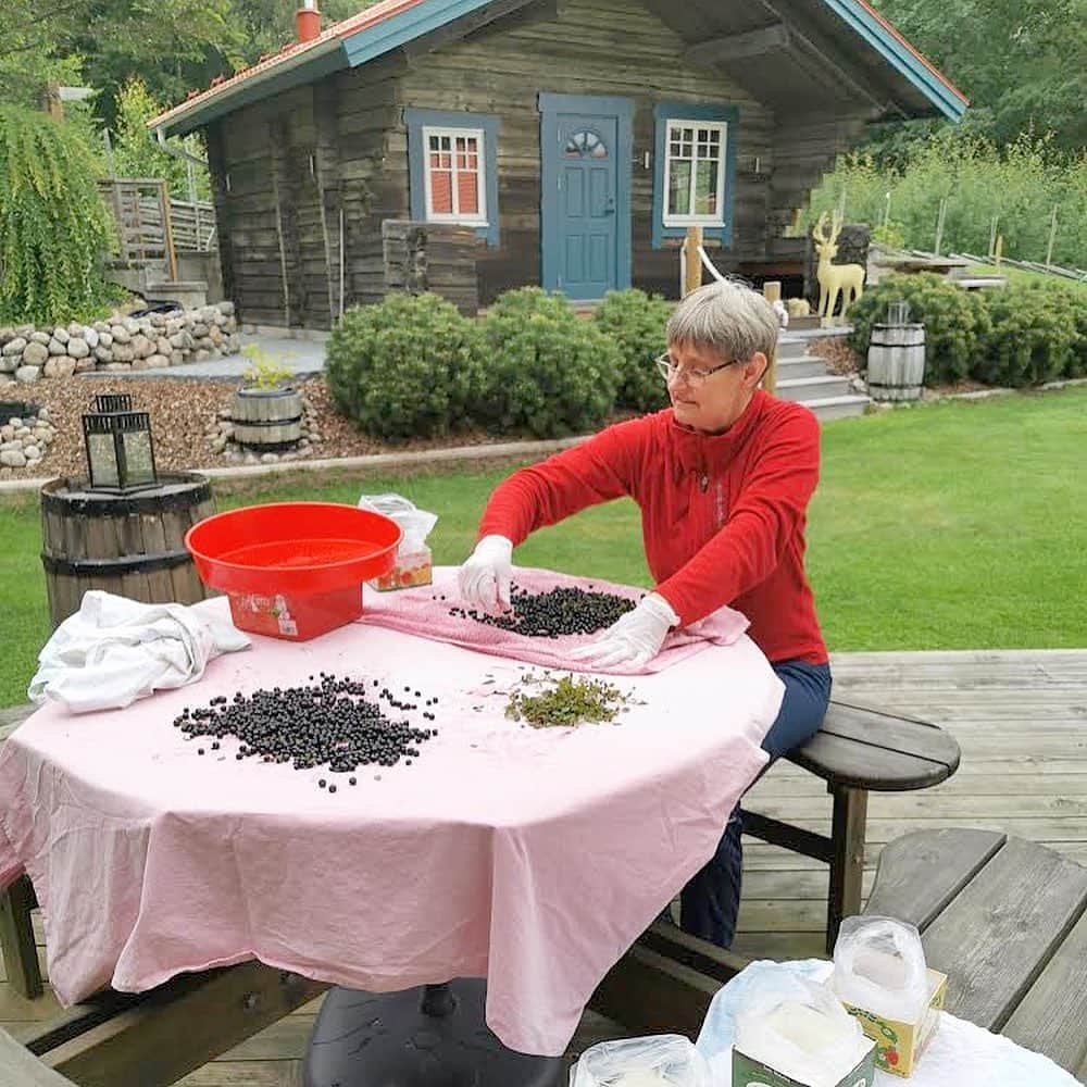 ecomfort（エコンフォート）さんのインスタグラム写真 - (ecomfort（エコンフォート）Instagram)「Swedish　Summer🇸🇪 第四回  スウェーデンのある統計ではサマーハウスを持っている世帯は、全体の10%（あるコラムでは20%)とありましたがレンタルのサマーハウスも多いそうです。  写真はヨンソン家のサマーハウス🏠  摘んできたブルーベリーを仕分けしているのはモニカ夫人。  数年前にヨンソン家（3人）で建てたサマーハウスには 小さなキッチン、薪を使う暖炉、サウナがあり、 ヨンソン家では「我が家のリラックスハウス」と呼んでいます。  写真の馬たちはご近所の農家のもの、 スウェーデンの農村では放し飼いにされている馬をよくみます。  KLIPPAN140周年記念のブランケット HORSES ON THE HILL（デザイン：皆川　明さん）ウール　ブランケット）のイメージとだぶりました。  ちなみにスウェーデンの馬の数は約35万頭、牛33万頭より多く（2017年)、乗馬はスウェーデンの女の子にある人気のスポーツです🏇🏻  ✎プロフィールから詳しいサイズやお値段などの情報をご覧頂けます→@ecomfort_eoct  #エコンフォート #ecomfortHouse #サスティナブル #サスティナブルショップ #エコ　#サスティナブルな暮らし #暮らしを楽しむ #丁寧な暮らし #おうち時間をもっと快適に　#おうち時間をもっとたのしく #おうち時間 #テレワーク #リモートワーク #在宅勤務　#北欧 #今日の買い物が未来を変える #ホームデトックス」9月2日 8時58分 - ecomfort_eoct