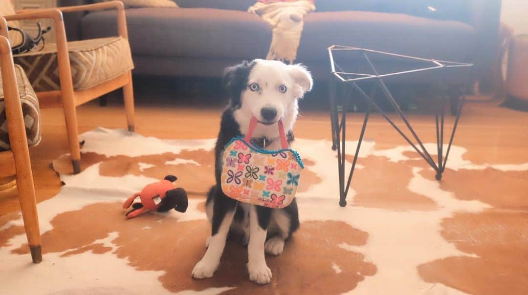 ライアン・ダニエル・ドブソンのインスタグラム：「Tux. 5 month old Australian shepherd. Seen here waiting to hit the mall so we can get our shop on.   It’s nice to come home to this face (and when I say “come home” I mean, “come back inside from taking out the trash because COVID means I don’t go out”).   The other day, as Tux was enthusiastically greeting me at the door and peeing on my shoes from the sheer excitement caused by my presence (I’m kind of a big deal), I was thinking about my time being an extra on the TV show Scrubs many many years ago. Every main cast member had a dog on set with them. And in between scenes (that were often stressful because even well-funded comedies have a schedule to keep) they’d head back to their trailers and those loving dogs and be treated like they were the best thing in the world and could do no wrong.   I’ve spent quite a bit of brain space over the last many years thinking about unconditional love. It’s one of the themes baked into the story of Hosea and our upcoming @HoseaFilm. One of the things I’m learning is how important it is for us to believe we are loved in order for that love to matter at all. I think that’s a challenge many of us face; believing that - if we were fully known, with all our mistakes and flaws - we’d still be loved. We’d still be wanted.   I’m interested in making art that encourages us all to believe we’re loved; art that reminds us we’re worthy of it.」