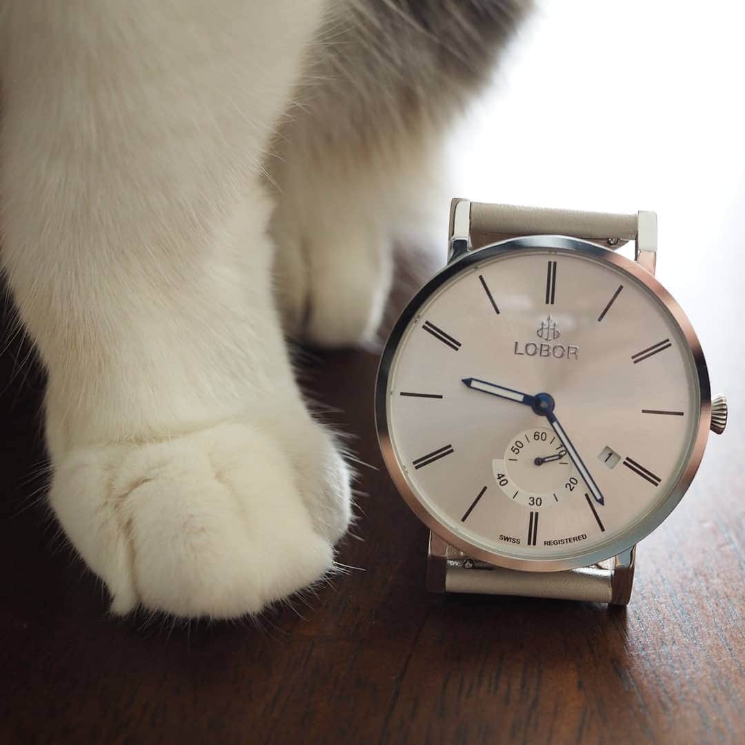 茶乃さんのインスタグラム写真 - (茶乃Instagram)「2020/09/02 スッキリ！！とても美しい！！ @loborjapan 様の時計です⌚ 私、見易さ重視のお年頃になってきました😂もうとにかく見易いです、この時計👀👍 色も素敵なグレージュ。大活躍間違いなし！ * 10％オフのクーポンコード『chanogze』(2021/07/31まで有効)ぜひお使い下さい😊 * #ロバー #時計 #腕時計 #lobor #cat #catsofinstagram #instacat #calico  #weeklyfluff #excellent_cats #bestmeow #猫 #三毛猫 #ふわもこ部 #ブヒブヒ倶楽部・#あご肉部 マネージャー #IGersJP #eclatcat #ペコねこ部 #スタペグラム #猫びよりプラス #nyancon01 #sippo #朝ワンコタニャンコ #シブにゃん隊over10」9月2日 9時39分 - chanoiro