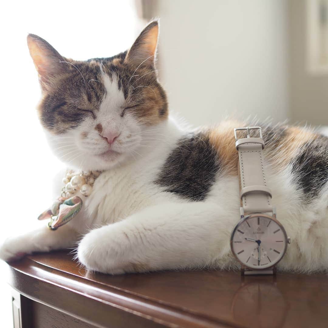 茶乃さんのインスタグラム写真 - (茶乃Instagram)「2020/09/02 スッキリ！！とても美しい！！ @loborjapan 様の時計です⌚ 私、見易さ重視のお年頃になってきました😂もうとにかく見易いです、この時計👀👍 色も素敵なグレージュ。大活躍間違いなし！ * 10％オフのクーポンコード『chanogze』(2021/07/31まで有効)ぜひお使い下さい😊 * #ロバー #時計 #腕時計 #lobor #cat #catsofinstagram #instacat #calico  #weeklyfluff #excellent_cats #bestmeow #猫 #三毛猫 #ふわもこ部 #ブヒブヒ倶楽部・#あご肉部 マネージャー #IGersJP #eclatcat #ペコねこ部 #スタペグラム #猫びよりプラス #nyancon01 #sippo #朝ワンコタニャンコ #シブにゃん隊over10」9月2日 9時39分 - chanoiro