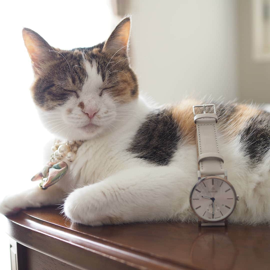 のインスタグラム：「2020/09/02 スッキリ！！とても美しい！！ @loborjapan 様の時計です⌚ 私、見易さ重視のお年頃になってきました😂もうとにかく見易いです、この時計👀👍 色も素敵なグレージュ。大活躍間違いなし！ * 10％オフのクーポンコード『chanogze』(2021/07/31まで有効)ぜひお使い下さい😊 * #ロバー #時計 #腕時計 #lobor #cat #catsofinstagram #instacat #calico  #weeklyfluff #excellent_cats #bestmeow #猫 #三毛猫 #ふわもこ部 #ブヒブヒ倶楽部・#あご肉部 マネージャー #IGersJP #eclatcat #ペコねこ部 #スタペグラム #猫びよりプラス #nyancon01 #sippo #朝ワンコタニャンコ #シブにゃん隊over10」
