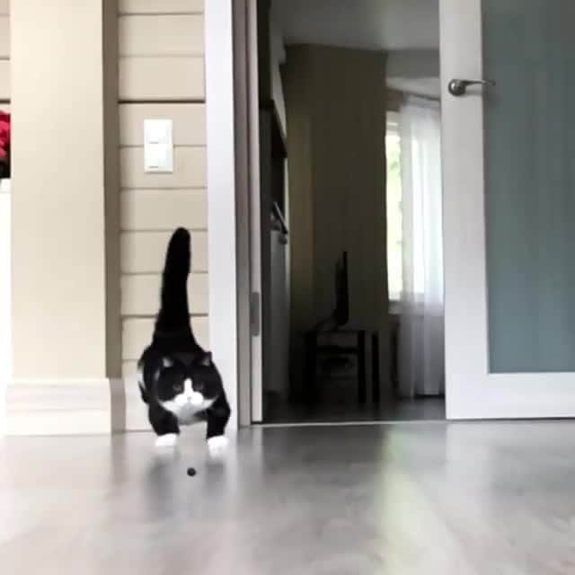 のインスタグラム：「You can never escape.⠀ ⠀ 📹 @cat_manchester⠀ ⠀ #meowed #themeowedclub」