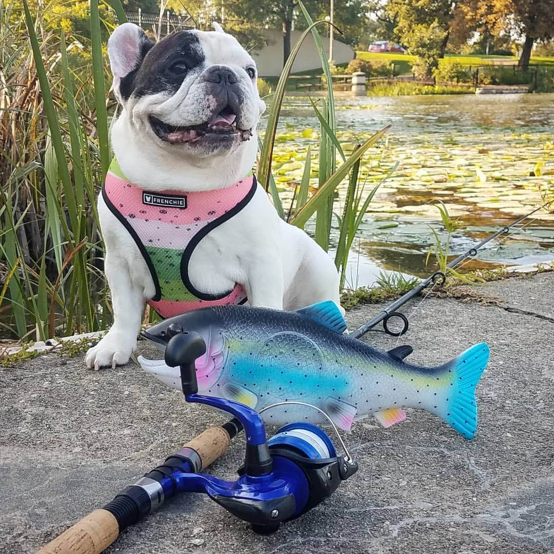 Manny The Frenchieさんのインスタグラム写真 - (Manny The FrenchieInstagram)「Easiest way to catch a trout is to dress like one! 😂 . Happy camper harness is back! 🐟🏕️ @frenchie_bulldog」9月2日 10時04分 - manny_the_frenchie