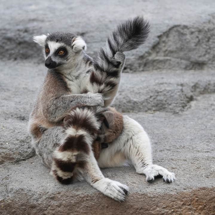 のインスタグラム：「Lem-air guitar champ 🎸 Who else is missing concerts? #GuitarHero #SanDiegoZoo」