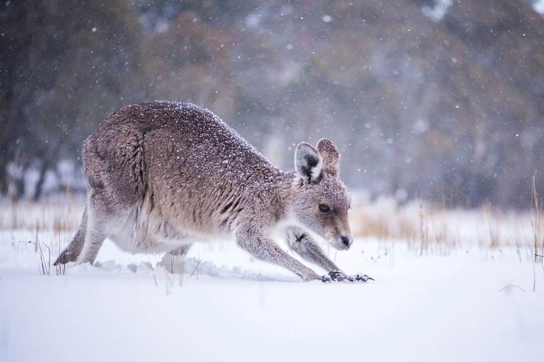 Nikon Australiaさんのインスタグラム写真 - (Nikon AustraliaInstagram)「"September always brings at least one last big blizzard every year, many animals are caught out in the open and have to adapt quickly to deal with the snow.  Decent to the Dam, taken towards the end of winter as the grass had started to show through again, the wombats would descend to the edge of the dam to feed.  Cold Ground, these kangaroos took to just moving carefully rather than using more energy to hop in the deep snow where their feet would sink." - @charlesdavisphotography   Image 1: Descent to the Dam Camera: Nikon D810 Lens: AF-S NIKKOR 28-300mm f/3.5-5.6G ED VR Settings: f/3.5  1/2000s  ISO 500  Image 2: Cold Ground Camera: Nikon D810 Lens: AF-S VR Micro-NIKKOR 105mm f/2.8G IF-ED Settings: f/2.8  1/1600s  ISO 640  #Nikon #MyNikonLife #NikonAustralia #D810 #Wildlifephotography」9月2日 16時00分 - nikonaustralia