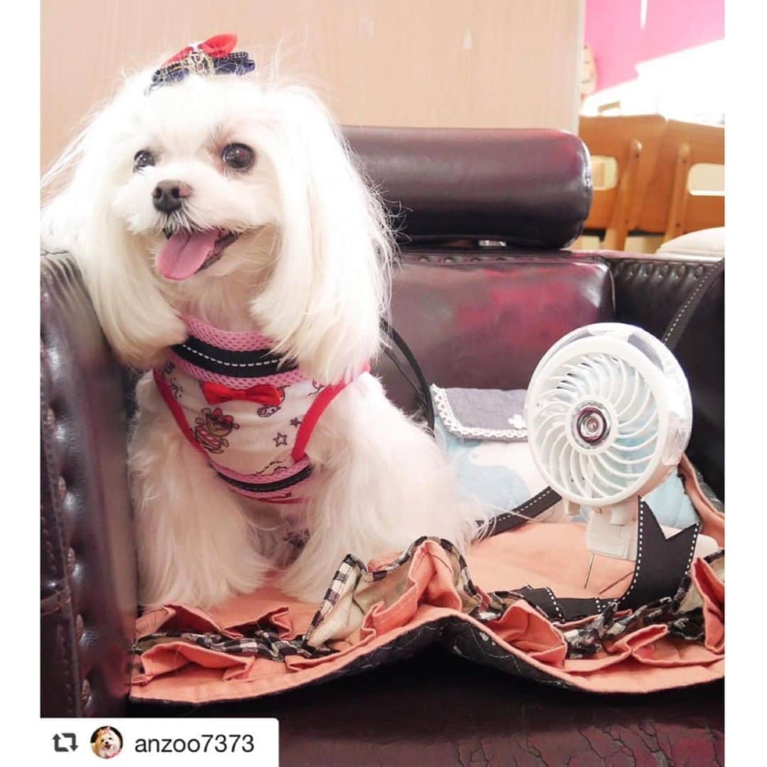 大原かおりさんのインスタグラム写真 - (大原かおりInstagram)「♡♡♡ 🐶マルチーズの あんずちゃん @anzoo7373 ☺︎ #Otty商品 リポスト ❤︎Otty×HELLO KITTYコラボ ・日焼けキティ COOLメッシュワンピ ☺︎ 仙台にあるペットショップ『BUTCH DOG(ブッチドッグ)さん』のお客様🐶💕 白くてお目目クリクリで可愛いなぁ😍❣️ 扇風機使ってくれて、日焼けキティのメッシュタンクを着てくれてありがとねっ🐶💕 他にも沢山可愛いお写真あったので、あんずちゃんのインスタ見てね🔍 ⑅◡̈⑅ #Ottyの夏 #マルチーズ #あんずちゃん #日焼けキティ #キティコラボ #メッシュワンピ #Otty扇風機 #DogStagram #犬のいる生活 #いぬすたぐらむ #わんことの暮らし #🐶❤️ ♔∴∵∴∴∵∴♔∴∵∴♔∴∵∴♔∴∵∴♔∴∵∴♔∴∵∴♔∴∵∴♔∴∵∴♔∴∵∴♔ repost @anzoo7373 ＊ 引っ越し前に作って頂いた @pompom_dreamer さんのあんずマスコット🥰なかなか可愛く飾れず、頂いた可愛いケースにキーホルダーあんずと並べて置いてましたが… @fleur_dream.11 さん(@pompom_dreamer さんのお母さま)がお作りになるブリザードフラワーとコラボしたら、あら素敵✨ 早速、ケースに入れて飾りました☺️ キーホルダーの方は、持ち歩いて汚れたらイヤだなぁと食器棚の中に😉 可愛いマルチーズのヘアゴムをプレゼントに頂いたので、早速付けてみましたょ🤣(1〜4枚目) ＊ 5枚目… @oharagaori_otty さんottyのミストが出る扇風機🌀ottyのキティちゃんワンピを着てパチリ📸 可愛いだけじゃなくて、使い勝手も良いですょ〜充電式なのもgood👍💯 ＊ 6枚目… @butchxxx さんでお願いしていた kyotti_mocha さんのアマビエ様ウチの子バージョン🙌 nicoビエ様と一緒にあんずビエも…😉 ＊ 7枚目… @dogamam さんでお願いした、ウチの子バージョンのフレーム✨ お気に入りの写真、ツインテールで作っていただきました🙌 やっと飾れました💦💦💦 ＊ 8枚目…白い壁にいろいろ、あんずの写真を飾ってみました📸 ＊ 9〜10枚目…引っ越しを決意したあんずグッズの収納場所、ようやく完成しました☺️ 引く方もいらっしゃるかもですが、見たいとリクエストも頂いていたので…🙇‍♀️ お洋服が見やすくなったので、いろんなお洋服を着るようになりました😉 (以前はコンテナボックスに重ねて入れていました😅) ちなみに、お着物とドレス関係は別に収納してます👘👗 ＊ 引っ越し後は、家で写真を撮るスペースもできて良かった☺️ お近くにお越しの際は、ぜひ遊びに来てくださいね😉 ＊ #マルチーズ部 #マルチーズ普及委員会 #マルチーズ大好き #maltese #マルチーズあんず #pompomマスコット #ブリザードフラワー #アマビエ様 #あんずビエ #butchxxx #otty #dogmam #all_dog_japan #east_dog_japan #スタペ応募_stp47 #365カレンダー #pdカーニバル」9月2日 10時29分 - oharagaori_otty