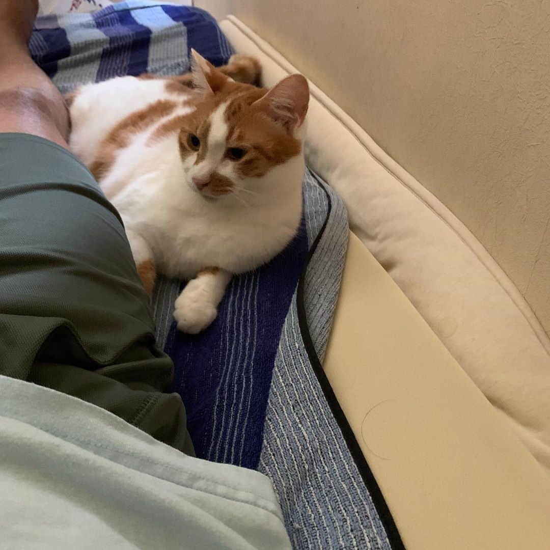 のインスタグラム：「昨夜は初めて朝まで一緒に寝てた。 ミケ子もくつろいでた。 いい朝。  #うちの猫ら #mikeko #oinari #猫 #ねこ #cat #ネコ #catstagram #ネコ部 http://kachimo.exblog.jp」