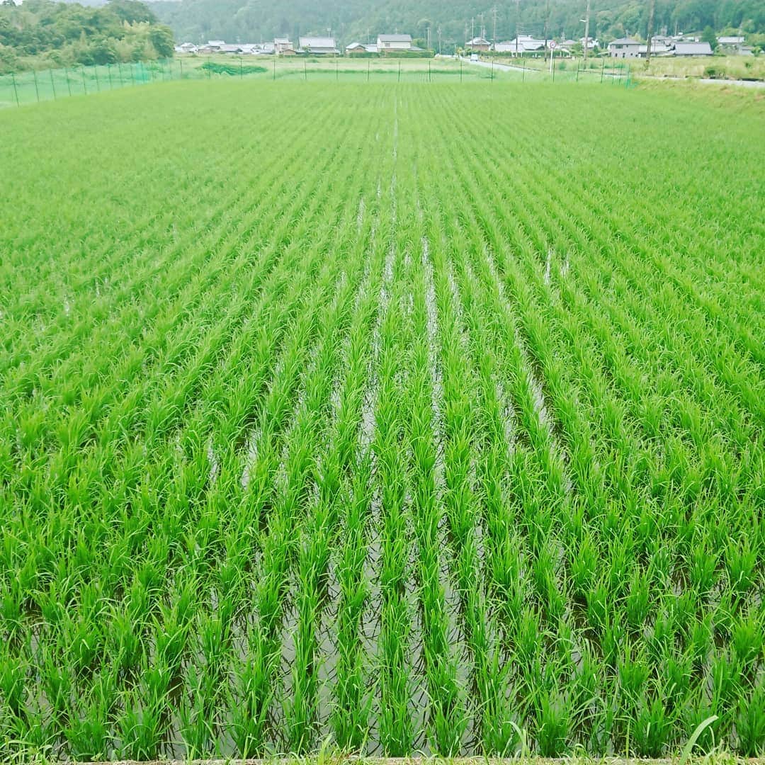 杉田芳尚さんのインスタグラム写真 - (杉田芳尚Instagram)「・  ・  5/4に #田植え を終えてから約４ヶ月。  台風や大雨、 #獣害 の被害もほとんど無く、無事に先週末に今年の米の収穫が終わりました。  別の仕事をしていても何かと気が稲に向いてしまったりする４ヶ月もようやく終わり、毎年の事ながら、やっとスイッチを切れる気がします！  これから新米の季節です‼️  #梅雨の長雨 で少し粒のサイズは通年よりもほんのちょっと小さめかもですが、甘味が強く、やはり旨いです❗  これからご希望の方に順次お届けしていきます☆  三重県産の #コシヒカリ 気になる方は、まずはご連絡お待ちしております！」9月2日 11時15分 - yoshihisasugita