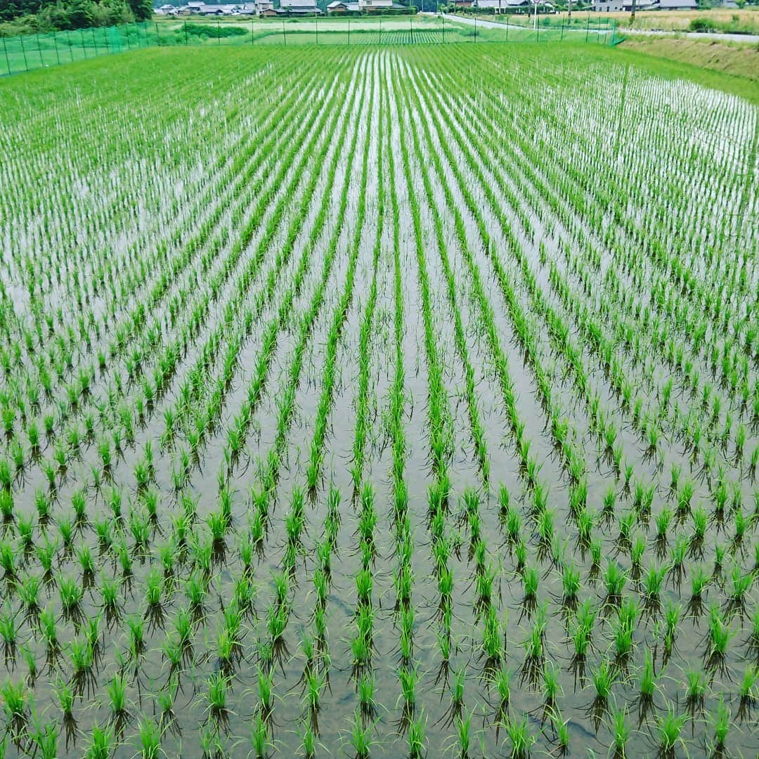 杉田芳尚さんのインスタグラム写真 - (杉田芳尚Instagram)「・  ・  5/4に #田植え を終えてから約４ヶ月。  台風や大雨、 #獣害 の被害もほとんど無く、無事に先週末に今年の米の収穫が終わりました。  別の仕事をしていても何かと気が稲に向いてしまったりする４ヶ月もようやく終わり、毎年の事ながら、やっとスイッチを切れる気がします！  これから新米の季節です‼️  #梅雨の長雨 で少し粒のサイズは通年よりもほんのちょっと小さめかもですが、甘味が強く、やはり旨いです❗  これからご希望の方に順次お届けしていきます☆  三重県産の #コシヒカリ 気になる方は、まずはご連絡お待ちしております！」9月2日 11時15分 - yoshihisasugita