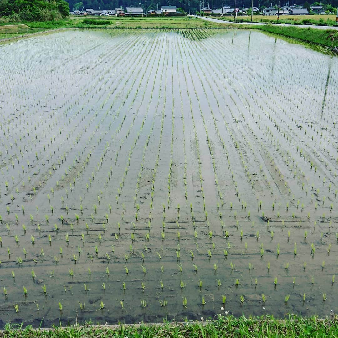 杉田芳尚のインスタグラム：「・  ・  5/4に #田植え を終えてから約４ヶ月。  台風や大雨、 #獣害 の被害もほとんど無く、無事に先週末に今年の米の収穫が終わりました。  別の仕事をしていても何かと気が稲に向いてしまったりする４ヶ月もようやく終わり、毎年の事ながら、やっとスイッチを切れる気がします！  これから新米の季節です‼️  #梅雨の長雨 で少し粒のサイズは通年よりもほんのちょっと小さめかもですが、甘味が強く、やはり旨いです❗  これからご希望の方に順次お届けしていきます☆  三重県産の #コシヒカリ 気になる方は、まずはご連絡お待ちしております！」