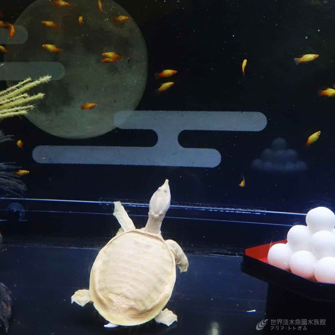 世界淡水魚園水族館 アクア・トト ぎふのインスタグラム：「テーマ水槽『月がスッポン!?　トトの水中お月見』が本日からスタートしました。 満月に見立てた黄色いスッポンや、ムーンフィッシュとも呼ばれるプラティが夜空に月明かりを照らすように舞い泳ぎます。 秋の足音が聞こえてくるこの季節、一風変わった水族館ならではの“水中のお月見”をお楽しみください。  #アクアトト #アクアトトぎふ #アクアトト岐阜 #水族館#aquarium#お月見#お月見団子」