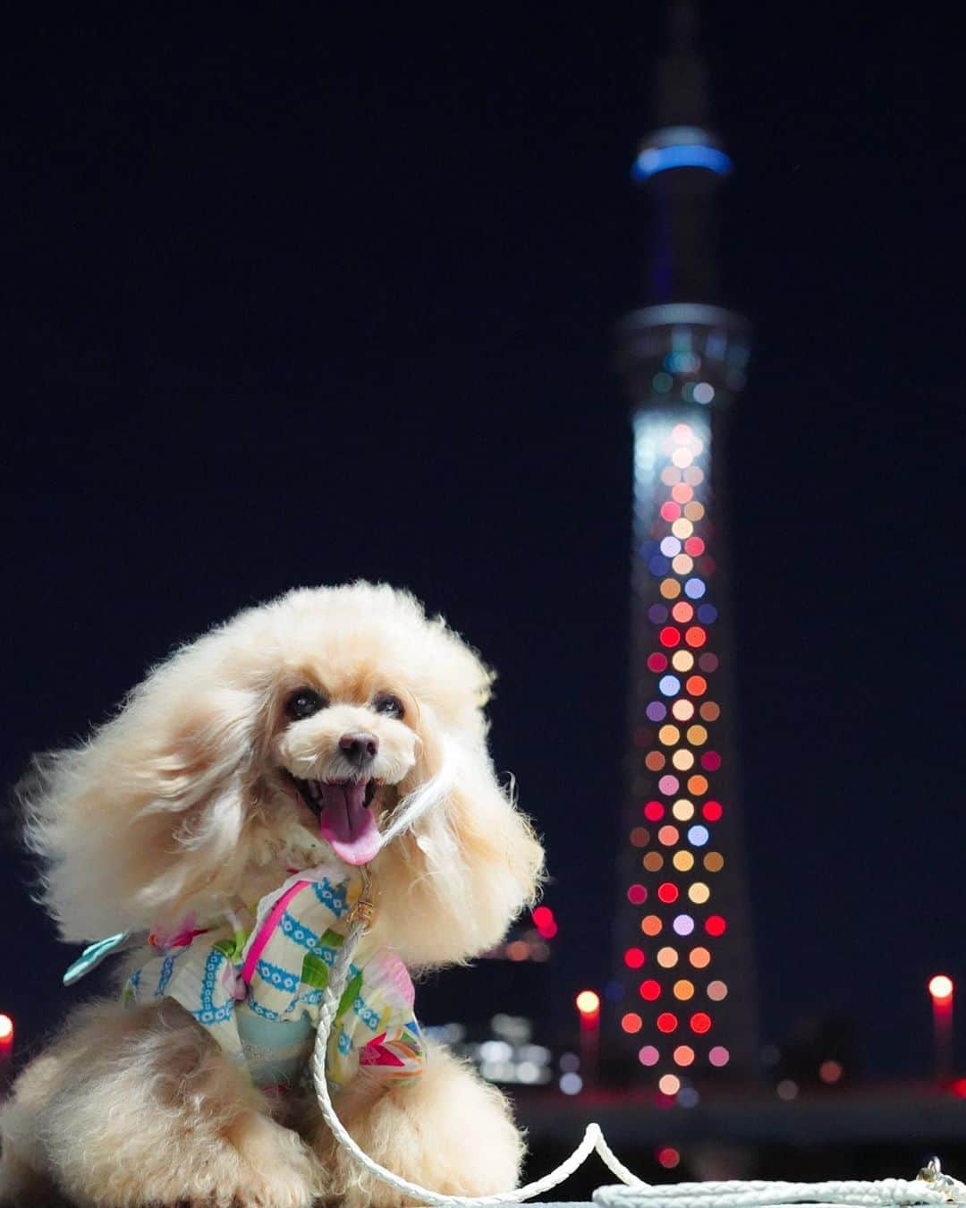 Toypoodle Mikuru?Asakusa Tokyoのインスタグラム