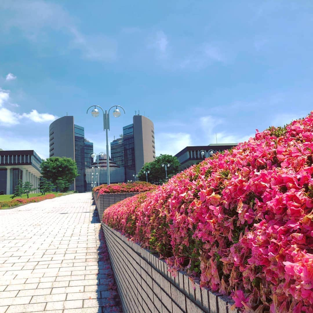 日本工学院さんのインスタグラム写真 - (日本工学院Instagram)「天気が良く、花も綺麗に咲いていて、とても気持ちいい一日でした✨ . . 「#日本工学院」をチェック！！ 学生が投稿したリアルな日常風景を見ることができますよ！ . . #nihonkogakuin #専門学校 #日本工学院八王子専門学校 #日本工学院専門学校 #学生投稿写真 #ダレカニミセタイソラ  #fav_skies #gf_skies #風景 #景色写真 #緑のある暮らし  #緑のある暮らしに憧れる #自然派 #igで繋がる空 #はなまっぷ #花のある暮らし #はなふぉと #はなすたぐらむ」9月2日 12時03分 - nihonkogakuin