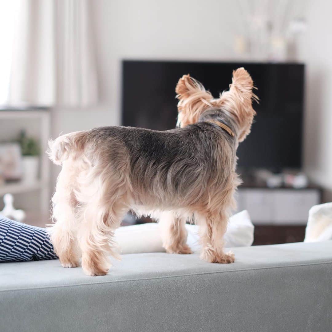 のインスタグラム：「🐶💬 Mom, turn on the TV 📺 pls ママさん、テレビつけてく〜ださい。  在宅勤務のミーティング中、退屈した愛犬にテレビつけろと言われる飼い主。  #horkie #yorkshireterrier #ヨーキー #ヨークシャテリア」