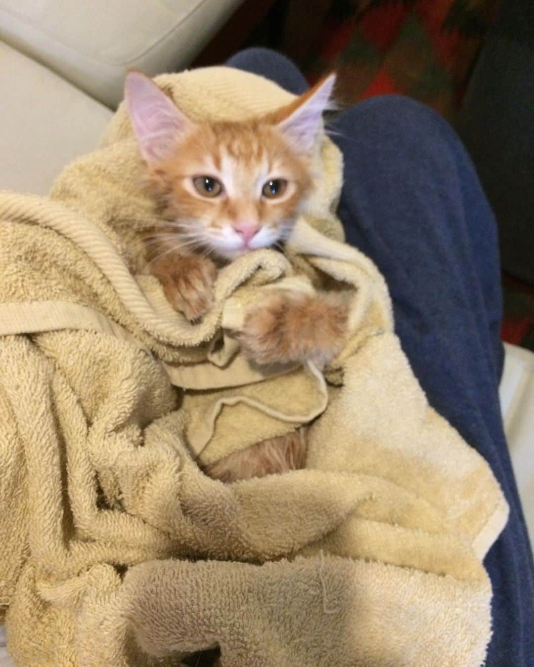 岡田屋鉄蔵のインスタグラム：「我が家で初お風呂🛀 まぁまあ暴れました。子猫サイズの内に慣らさねば…」