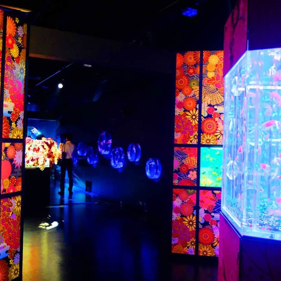 レッツエンジョイ東京さんのインスタグラム写真 - (レッツエンジョイ東京Instagram)「. ✩★------------------﻿ 究極の癒し空間が誕生！﻿ アートアクアリウム美術館レポ﻿ ------------------✩★﻿ ﻿ 2020年8月28日（金）、東京・日本橋に「アートアクアリウム美術館」がオープン！夏の風物詩として愛されてきた展示会「アートアクアリウム」が大型常設展示になり、年間を通して楽しめるようになりました🎶﻿ 同施設では、「アートアクアリウム」史上最大の30,000匹を超える金魚を展示。普段は見る機会の少ない貴重な金魚から、お祭りなどでみる馴染みのある金魚まで様々な種類の金魚が一挙集結しています。﻿ 2階は、オリジナルのカフェラウンジメニューが楽しめる「愉悦」とここでしか手に入らないオリジナルグッズをそろえた「土産」、さらに伝統芸能のパフォーミング上演が楽しめる「老松」の3エリアから構成されています。﻿ 夏を逃しても1年中楽しめる上に、カフェやミュージアムショップもでき、より深くアートアクアリウムの世界観に没入できちゃいます。究極の癒し空間で、ゆったりした時間を過ごしてみて♪﻿ ﻿ 🌸：アートアクアリウム美術館﻿ 📍：三越前﻿ ﻿ 詳細はアカウントトップから ☞@lets_enjoytokyo﻿ ﻿ ﻿ #レッツエンジョイ東京 ﻿ #artaquarium ﻿ #アートアクアリウム﻿ #アートアクアリウム美術館﻿ #artaquariummuseum﻿ #美術館 ﻿ #金魚 ﻿ #日本橋﻿ #インスタ映え ﻿ #フォトジェニック ﻿ #フォトジェニックスポット﻿ #アート好きな人と繋がりたい﻿ #ニューオープン ﻿ #休日﻿ #おでかけ﻿ #癒し」9月2日 12時21分 - lets_enjoytokyo