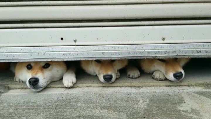 柴犬たま Shibainu Tamaのインスタグラム