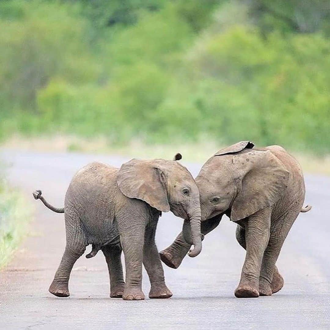 animalsさんのインスタグラム写真 - (animalsInstagram)「Playful baby elephants 🥰 Photos by @inezallin  Tag someone who has to see this 🐘」9月2日 12時31分 - babyanmlpics