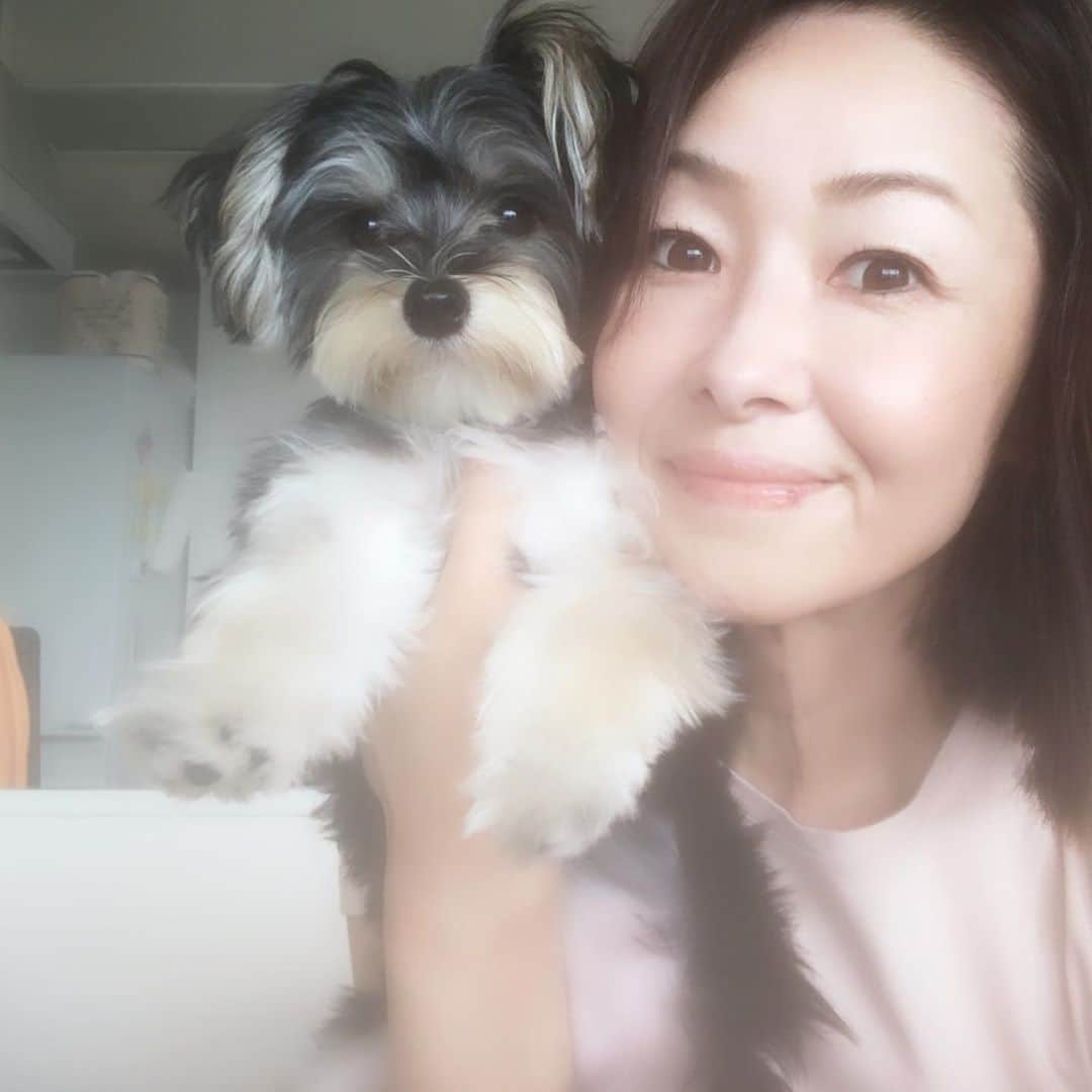 大石まどかさんのインスタグラム写真 - (大石まどかInstagram)「少しずつ涼しくなってきたね😊今日はねねちゃんのシャンプーカット✂️まだ暑いから短くカットにしちゃおうかなぁ😊 #ミックス犬 #ヨークシャテリア #マルチーズ #犬 #シャンプーカット #頑張って」9月2日 12時47分 - madoka_oishi