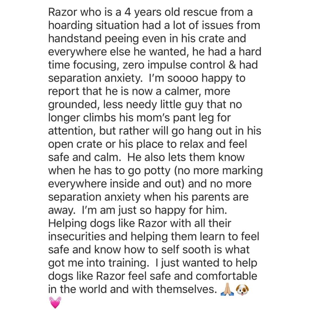 ベラミー・ヤングさんのインスタグラム写真 - (ベラミー・ヤングInstagram)「THANK YOU, @darceyk_updogla & @updogla for helping our sweet little Razor come into his own. He is so happy & calm & confident now- & no accidents! 😬🎉 I know he was a tricky case, so thank you EXTRA much for your talent & heart & patience & commitment. WE LOVE YOU & are so grateful for your help!!! And another enormous thank you to RaeAnne at @onemoredogrescue in #CT for saving this little angel- & for trusting us to be his new forever family. ❤️💗❤️💗❤️💗❤️ ps: his little graduation video is on @updogla 's post if you wanna see him in action😄 #ProudMom (I know this may seem silly & I know a lot more important things are going on in the world- but I'm just celebrating the small joys as they come. 🙏🥰)」9月2日 13時16分 - bellamyyoung