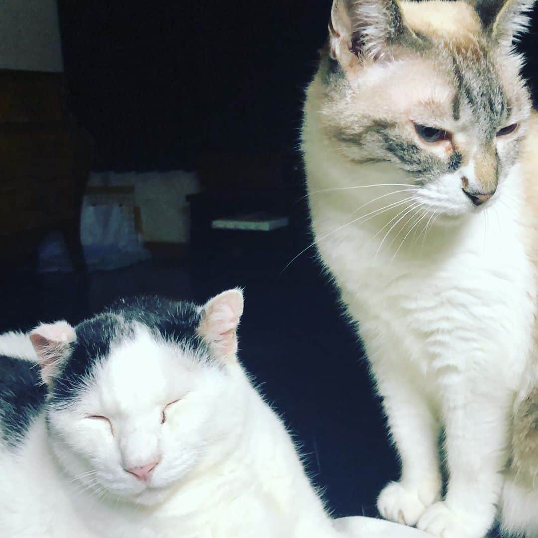町田康のインスタグラム：「「アホと話して疲れた」 「そうか」」