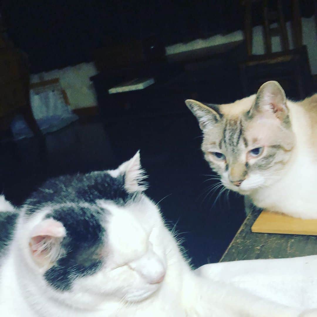 町田康のインスタグラム：「どうした？」
