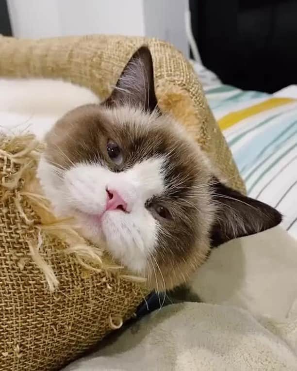 のインスタグラム：「When you fall asleep mid way through the movie⠀ ⠀ 📹 @te.kitties⠀ ⠀ #meowed #themeowedclub #meowedofficial」