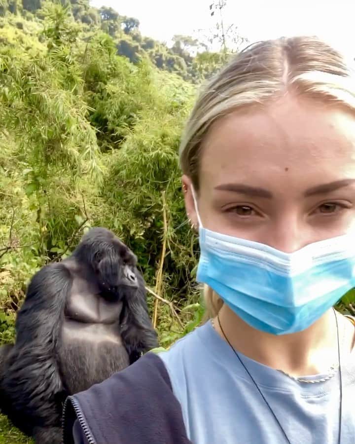 チャーリー・ジョーダンのインスタグラム：「Silverback gorillas 🦍 were put on the endangered species list in 2018 by the IUCN, these gorillas share 98% of our DNA! Watching these beautiful creatures coddle their babies and protect their own, I never thought I’d be able to experience this in my lifetime. We are so far removed from the real world, it’s important to remember we need to care for every living creature. It’s very rare to see a silverback gorilla, as the silver is a sign of maturity, not the species. And they were put on the endangered species list due to the damage of their habitat. @gorillatrekkinginbwindi gives back to helping support their habitat and the communities around Rwanda, Uganda, and the Congo helping with education and water supply! Thank you so much for the amazing experience and if you guys ever come out here make sure to check them out! It’s so rare to be this close to these beautiful animals and see so many of them! Check out the clip of the leader of the pack “Agashya” which means special. HUGE SILVERBACK 🖤」