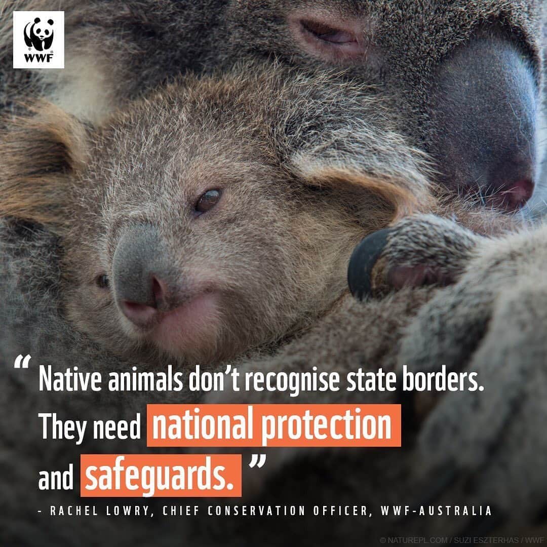 Victoria Leeのインスタグラム：「❗️The @ausgov Environment Minister @sussanleymp is trying to hand over environmental protection to states and territories WITHOUT safeguards in place that would ensure our wildlife, their habitats and the environment we love are properly protected.   🔥Nearly 3 billion native animals were impacted by the bushfires of 2019/20 - putting many species on the fast-track to extinction.  🌏We urgently need to send a strong message to our leaders - calling on them for stronger nature laws and to create an independent regulator to ensure every Australian, business and industry is doing the right thing for nature.  “We need an independent enforcement agency, like many other federally legislated sectors benefit from, that has the resources, remit and teeth to enforce our nature laws and tackle the unauthorised and out-of-control destruction of critical wildlife habitat.” - Rachel Lowry, @wwf_australia Chief Conservation Officer.  Head to the link in bio to add your voice to help end Australia’s wildlife extinction crisis.🌿💙🐨」