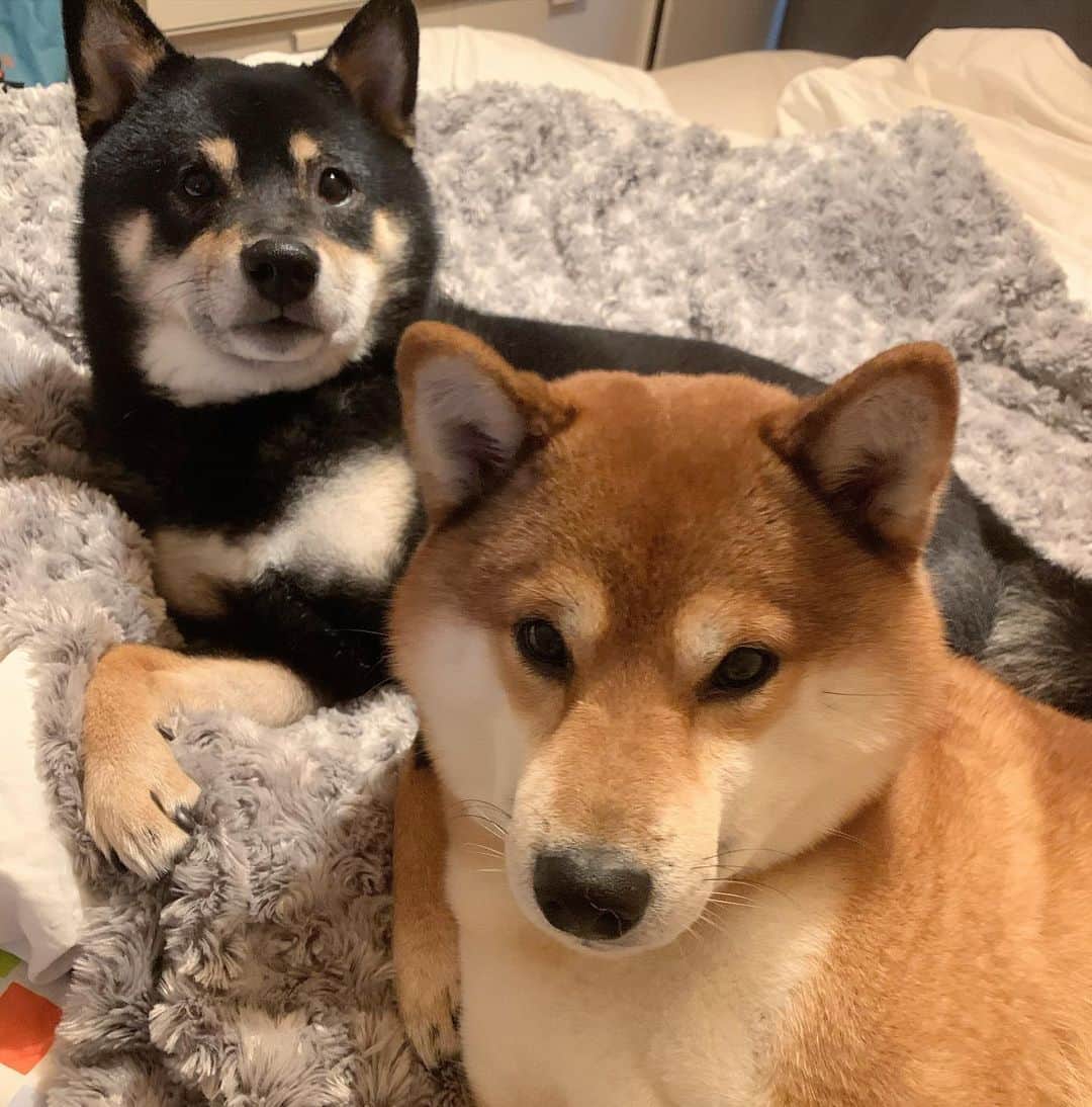 ?Fricko the Shiba Inu?のインスタグラム：「Why does Keaton have to nap with me 😔?  🐾 🐾 #FrickoandKeaton #🐶 #☀️ #shiba #shibainu #dog #柴犬 #赤柴 #黒柴  #adorable #shibalove #shibaholics  #dogoftheday  #weeklyfluff #aww #dogstagram  #dogscorner #puppiesofinstagram #shibapuppy #shibastagram」