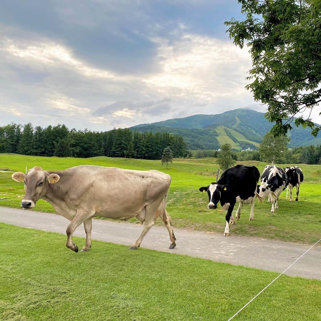 星野リゾート　トマムさんのインスタグラム写真 - (星野リゾート　トマムInstagram)「1日2回の搾乳のため、ファームエリアのカート道を横断し、牛舎に向かう牛たち。ゆーっくり進んでいきます🐄🐂🐄🐂  #HoshinoResorts #星野リゾート #tomamu #トマム #risonaretomamu #リゾナーレトマム #risonare #リゾナーレ #北海道 #Hokkaido #北海道旅行 #星野集團 #Hokkaidotrip #Japan #japantravel #ファーム #farm #絶景  #旅行気分 #おうちで旅体験 #オンライン旅行 #farmhoshino #ファーム星野」9月2日 16時04分 - hoshinoresorts_tomamu