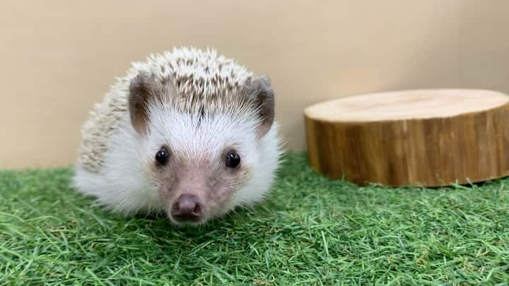 【公式】福岡ECO動物海洋専門学校のインスタグラム