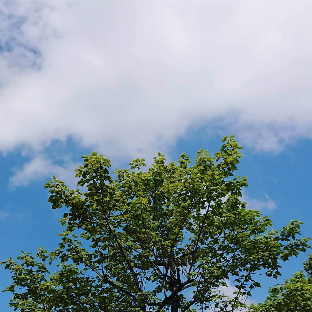 吉井怜さんのインスタグラム写真 - (吉井怜Instagram)「今週に入ってからお天気ぐずつき気味💦 ８月の内に夏用布団は一色洗濯して外干し。 まだ使うけど、日光浴させるのが好きなんだな～♪  雲は多いものの青空だった昼前の写真 やっぱ青空が好きだな～」9月2日 17時08分 - rei_yoshii