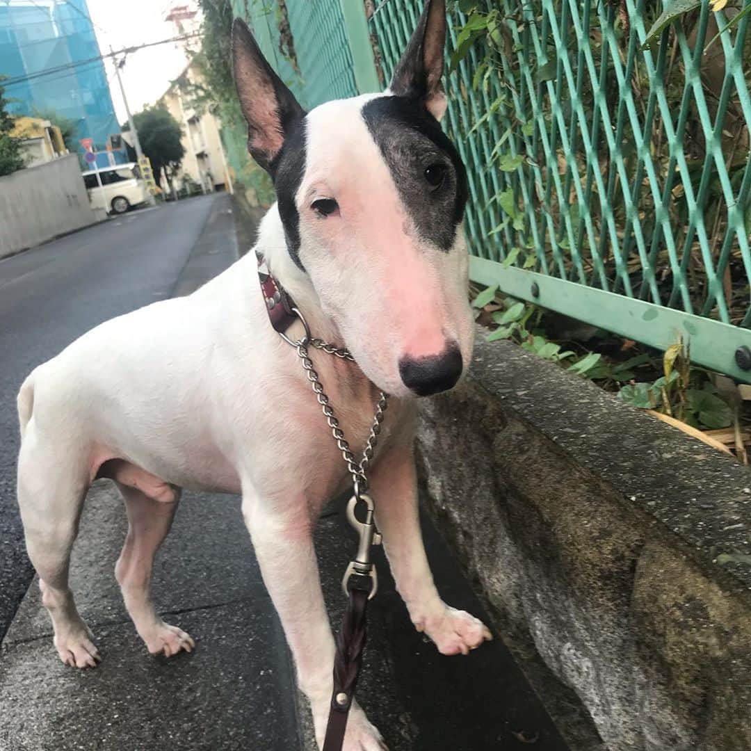 のインスタグラム：「#minituru#bull#terrier#minibullterrier#miniturubullterrier#dog#dogstagram#cute#qtaro#love#family#ミニチュア#ブルテリア#ミニチュアブルテリア#Q太郎#ボールが#ある」