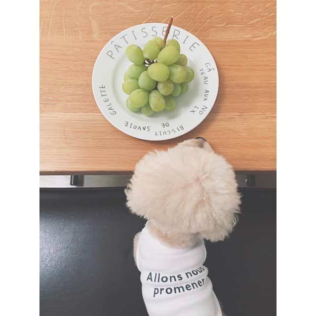 mizuのインスタグラム：「いただきもの♡ ぶどうって種があるしそんなに得意ではなかったけど、これは種がなくて普通のより甘くて食べやすくて。 こんなに美味しいものだったのか！と今さらながら。」