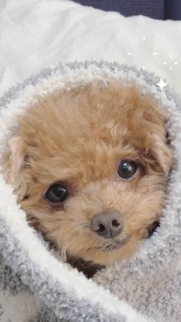 ふわのインスタグラム：「ふわお得意ポーズシリーズ✨  #toypoodle#toypoodlegram#dogsofinstagram#doglover#doglife#instadog#dog#fuwamama#ふわもこのふわ#ふわ#といぷーどる#トイプードル#ふわもこ部#犬バカ部#親バカ部#犬のいる暮らし#いぬ」
