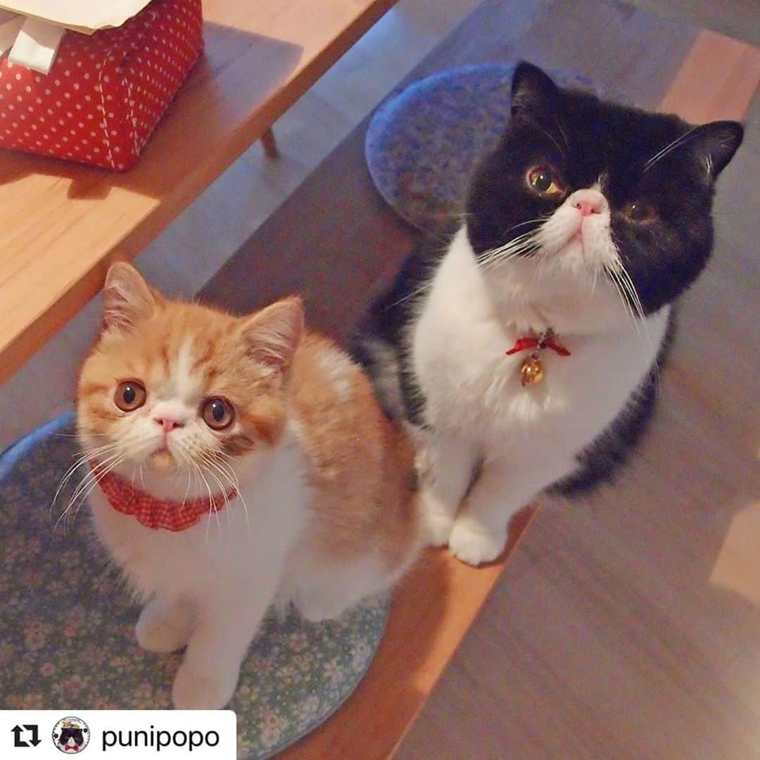 のインスタグラム：「#スタペグラム  にご投稿いただいた画像をリポスト✨  懐かしきお写真とのことですが、猫ちゃんたちにこんな目で見つめられたらなんでもしてあげたくなります😆🌟👏立派に成長しました！！  #Repost @punipopo with @make_repost ・・・ 🐼🐯 懐かしお宝写真♥️ ぷにさんの良き子分感が半端ない おとーとぽちゅり(笑)🤭 お気に入りぷにぽぽ。ショット♥️ ・ ・ ・」