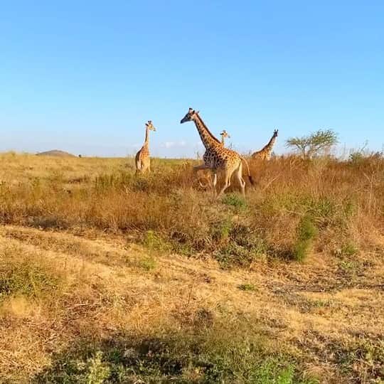 のインスタグラム：「#Giraffes crossing the road.」
