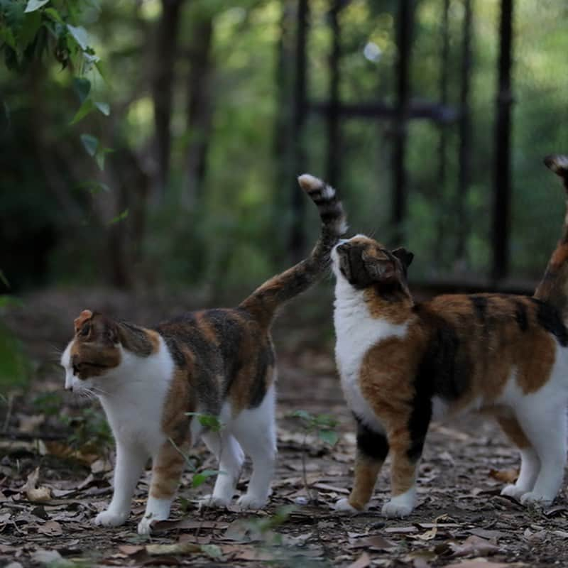 ミュウさんのインスタグラム写真 - (ミュウInstagram)「千葉にある動物病院が来年八月にオープンする保護猫カフェでの 軽食、スイーツ、猫グッズの販売希望者を募集中。条件など要相談になりますのでご興味ある方はまずはサイトよりお問い合わせ下さい(^^)  nora8787.exblog.jp/31583549/ なかなか感慨深いblogですにゃん🐈😭  wasshoijapan.co.jp  #和っしょいJapan #出店情報ナビ #出店 #物販 #飲食 #保護猫 #猫カフェ #動物病院」9月2日 18時09分 - myumyugreen