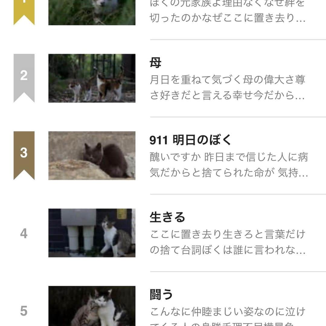 ミュウのインスタグラム：「千葉にある動物病院が来年八月にオープンする保護猫カフェでの 軽食、スイーツ、猫グッズの販売希望者を募集中。条件など要相談になりますのでご興味ある方はまずはサイトよりお問い合わせ下さい(^^)  nora8787.exblog.jp/31583549/ なかなか感慨深いblogですにゃん🐈😭  wasshoijapan.co.jp  #和っしょいJapan #出店情報ナビ #出店 #物販 #飲食 #保護猫 #猫カフェ #動物病院」